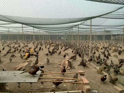 专业孵化，品质保证——江苏百正孵化场全国供应优质鹅苗、鸭苗