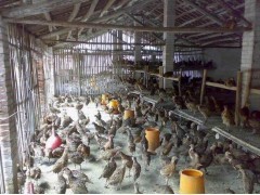 安徽六安珍珠鸡、山鸡、贵妃鸡及水产养殖场介绍