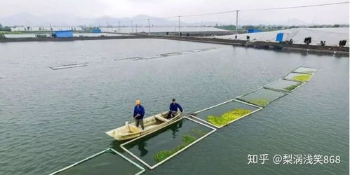 下半年水产养殖与家禽养殖综合管理策略 应对病害频发、雨水增多与喂料难题