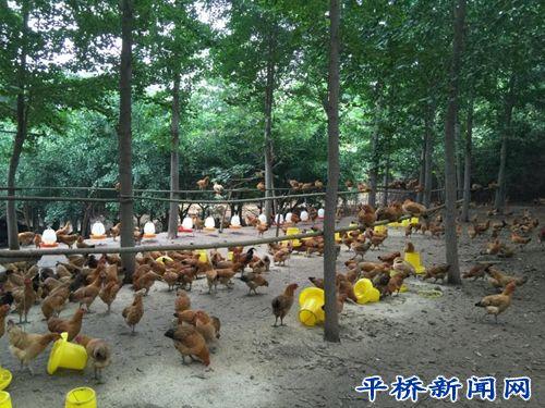 洋河镇 企业引领水产养殖，带贫增收促发展