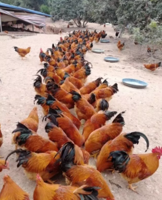 潲水（泔水）禁止养猪饲用后的实用生物处理技术及其在水产养殖中的应用